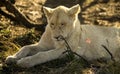 Beautiful young lion sharpening his teeth on the sticks of fallen trees in the African savannah Royalty Free Stock Photo