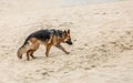 Beautiful young long-haired German Shepherd walking on the sandy beach