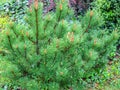 Beautiful young long shoots on Mountain pine Pinus mugo Pumilio. Small and fluffy Royalty Free Stock Photo