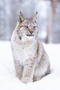 Beautiful young lynx cub sits in the cold snow Royalty Free Stock Photo