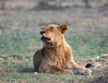 Beautiful young male African lion (Panthera Leo) resting in the field in Kruger national park Royalty Free Stock Photo