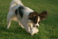 Beautiful young male dog Continental Toy Spaniel Papillon playing with plush toy on green lawn