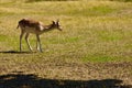 A young male fallow reindeer