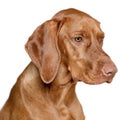 Beautiful young male magyar vizsla dog studio portrait. Vizsla pointer dog face close up against white background. Royalty Free Stock Photo