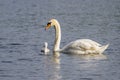 Beautiful young Mute Swan Cygnet Cygnus olor on river Royalty Free Stock Photo