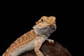 Bearded dragon (Pogona vitticeps)