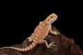 Bearded dragon (Pogona vitticeps)