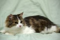 Young norwegian forest brown with white cat Royalty Free Stock Photo