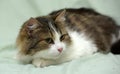 Young norwegian forest brown with white cat Royalty Free Stock Photo