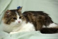 Young norwegian forest brown with white cat Royalty Free Stock Photo