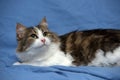 Beautiful young norwegian forest brown with white cat on a blue Royalty Free Stock Photo