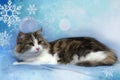 Beautiful young norwegian forest brown with white cat on a blue Royalty Free Stock Photo