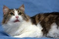 Beautiful young norwegian forest brown with white cat on a blue Royalty Free Stock Photo