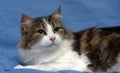 Beautiful young norwegian forest brown with white cat on a blue Royalty Free Stock Photo