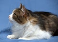 Beautiful young norwegian forest brown with white cat on a blue Royalty Free Stock Photo