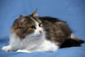 Beautiful young norwegian forest brown with white cat on a blue Royalty Free Stock Photo