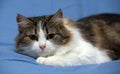 Beautiful young norwegian forest brown with white cat on a blue Royalty Free Stock Photo