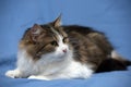 Beautiful young norwegian forest brown with white cat on a blue Royalty Free Stock Photo