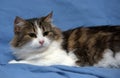 Beautiful young norwegian forest brown with white cat on a blue Royalty Free Stock Photo