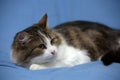 Beautiful young norwegian forest brown with white cat on a blue Royalty Free Stock Photo