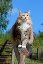 A beautiful young norwegian forest cat female sitting outdoors Royalty Free Stock Photo