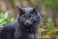 A beautiful young Norwegian forest cat female Royalty Free Stock Photo