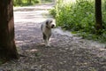 Beautiful young Old English Sheepdog walking unleashed in wooded area