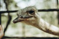 Beautiful young ostrich peeps from behind a fence