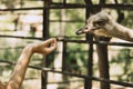 Beautiful young ostrich peeps from behind a fence