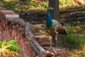 A Beautiful Young Peacock