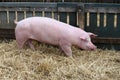 Beautiful young pig sow standing on fresh hay at bio farm rural Royalty Free Stock Photo
