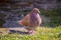 Young pigeon stands on the grass