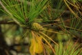 Beautiful young pine cones and needles on a branch. Bokeh blurred background Royalty Free Stock Photo