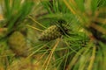 Beautiful young pine cones and needles on a branch. Bokeh blurred background Royalty Free Stock Photo