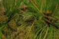 Beautiful young pine cones and needles on a branch. Bokeh blurred background Royalty Free Stock Photo