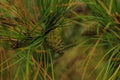 Beautiful young pine cones and needles on a branch. Bokeh blurred background Royalty Free Stock Photo