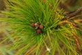 Beautiful young pine cones and needles on a branch. Bokeh blurred background Royalty Free Stock Photo