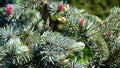 Beautiful young pink cones on blue spruce Picea pungens Hoopsii. Silver blue spruce in combination with evergreen Royalty Free Stock Photo