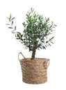 Beautiful young potted olive tree isolated on white Royalty Free Stock Photo