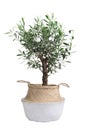 Beautiful young potted olive tree isolated on white Royalty Free Stock Photo