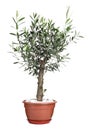 Beautiful young potted olive tree isolated on white Royalty Free Stock Photo