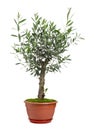 Beautiful young potted olive tree isolated on white Royalty Free Stock Photo