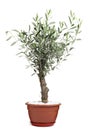 Beautiful young potted olive tree isolated on white Royalty Free Stock Photo