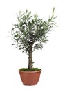Beautiful young potted olive tree isolated on white Royalty Free Stock Photo