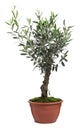 Beautiful young potted olive tree isolated on white Royalty Free Stock Photo