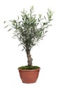 Beautiful young potted olive tree isolated on white Royalty Free Stock Photo
