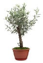 Beautiful young potted olive tree isolated on white Royalty Free Stock Photo