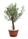Beautiful young potted olive tree isolated on white Royalty Free Stock Photo
