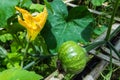 Beautiful young pumpkins on the field Royalty Free Stock Photo