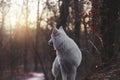 Beautiful young pure funny beautiful young pure White Swiss Shepherd dog or puppy in winter nature with sunrise sky and falling